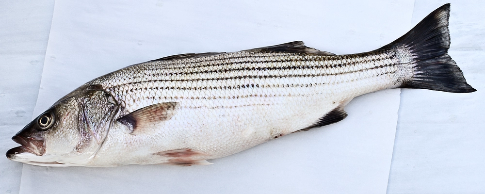 Striped bass caught on Lake Texoma, a popular freshwater sport fish known for guided fishing trips