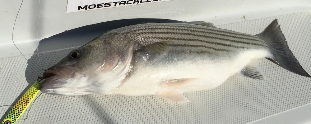 When is the best time to fish Lake Texoma? October!