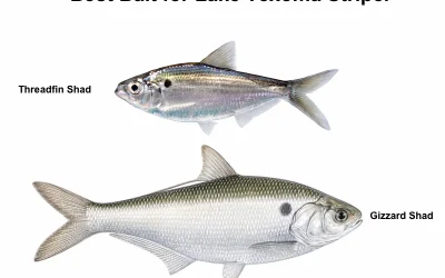 Best Bait for Lake Texoma Striper