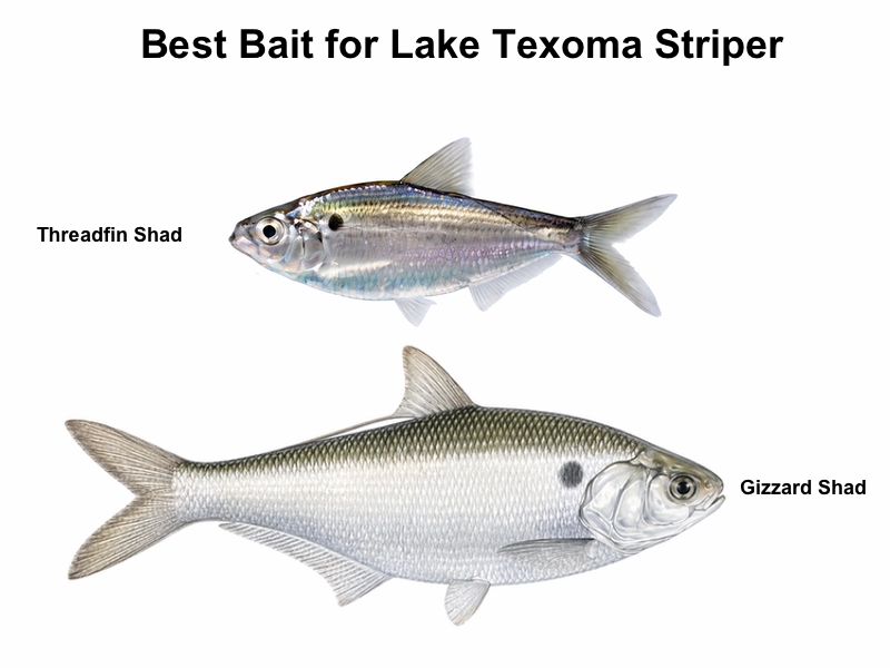 Best Bait for Lake Texoma Striper