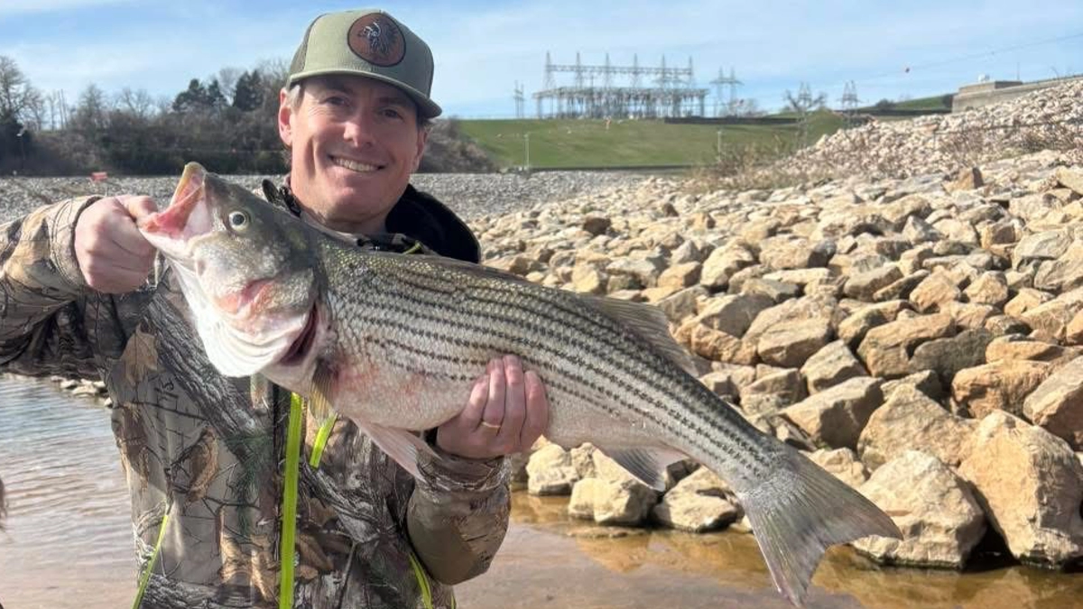 Striped bass caught on Lake Texoma, a popular freshwater sport fish known for guided fishing trips