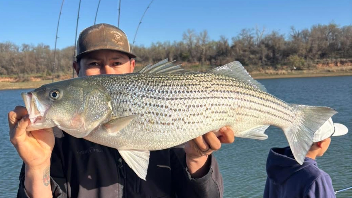 Lake Texoma striper caught on a guided fishing trip with angler holding striped bass