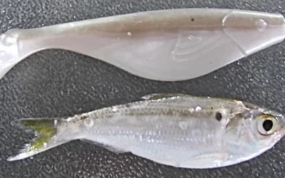 Live Bait vs Artificial Lures for Stripers Lake Texoma