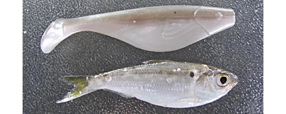 Soft plastic swimbait lure compared to live threadfin shad bait for striper fishing on Lake Texoma