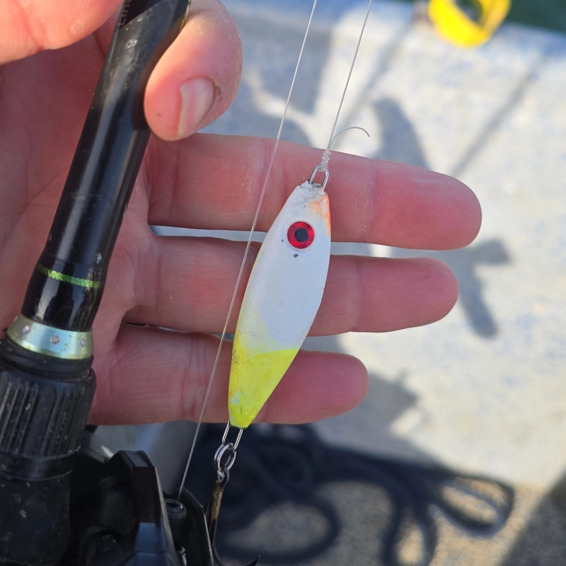 White and chartreuse slab spoon used for Lake Texoma striped bass fishing