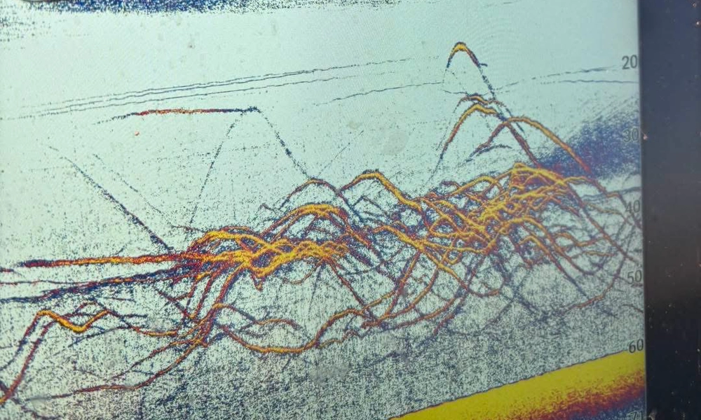 Lake Texoma fall striper fishing sonar showing schools of striped bass